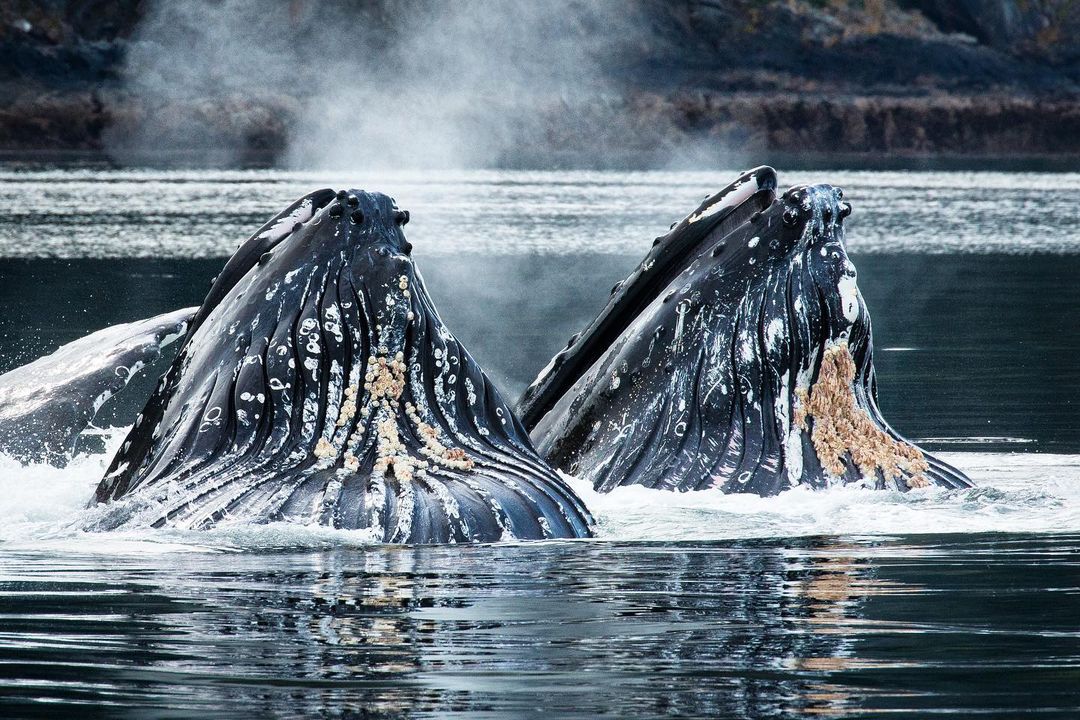 Two whales surfacing